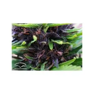 SHAMAN DUTCH PASSION