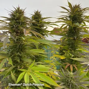 SHAMAN DUTCH PASSION
