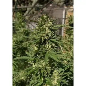 SKUNK NO-11 DUTCH PASSION