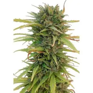 SKUNK NO-11 DUTCH PASSION