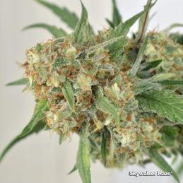 Skywalker Haze