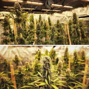 STRAWBERRY COUGH DUTCH PASSION