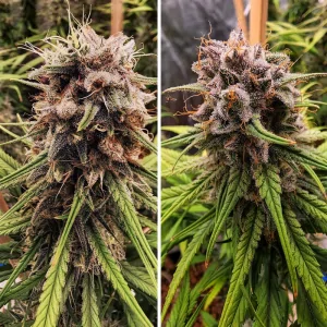 STRAWBERRY COUGH DUTCH PASSION