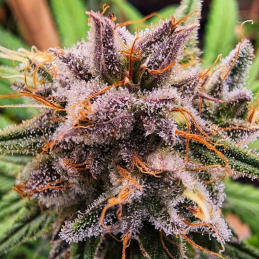 STRAWBERRY COUGH DUTCH PASSION