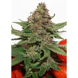 STRAWBERRY COUGH DUTCH PASSION