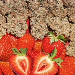 STRAWBERRY COUGH DUTCH PASSION