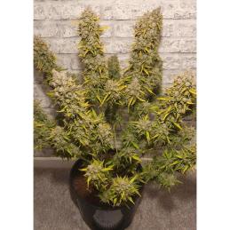 WHITE WIDOW DUTCH PASSION