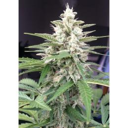 WHITE WIDOW DUTCH PASSION