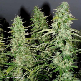 WHITE WIDOW DUTCH PASSION