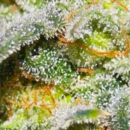 WHITE WIDOW DUTCH PASSION