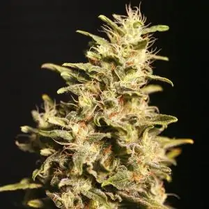 MISSING IN BARCELONA EVA SEEDS