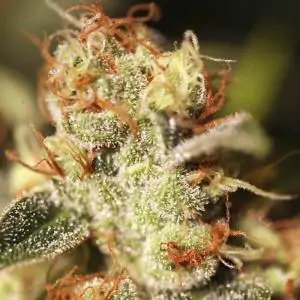 MISSING IN BARCELONA EVA SEEDS