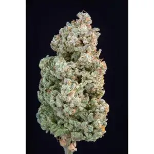 Auto Afghan Kush