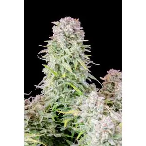 Auto Afghan Kush