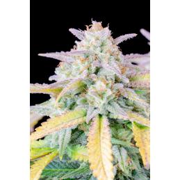 Auto Afghan Kush