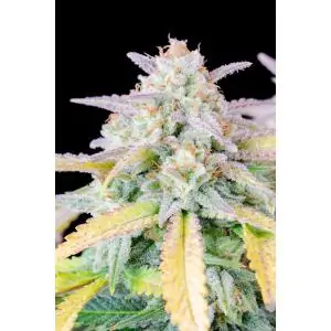 Auto Afghan Kush