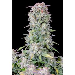 Auto Afghan Kush