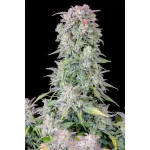 Auto Afghan Kush