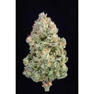 Auto Afghan Kush