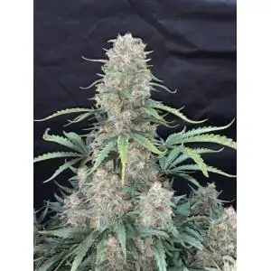 Auto Afghan Kush