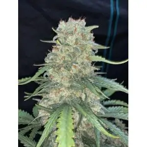 Auto Afghan Kush