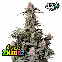 Auto Amnesia Zkittlez