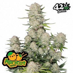 Auto Apricot