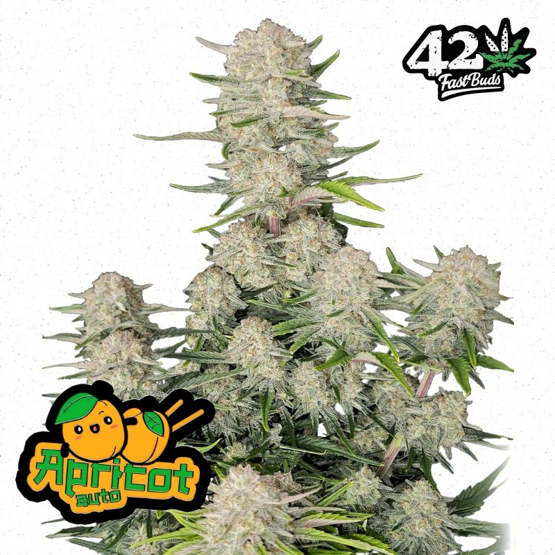 Auto Apricot