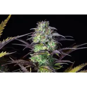 Auto Blueberry