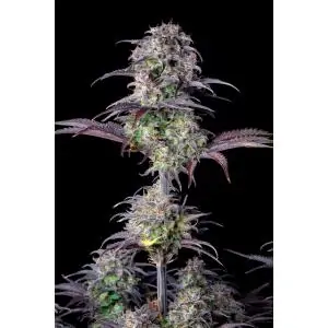 Auto Blueberry