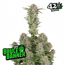 Auto Bruce Banner