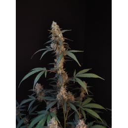 Auto Bubblegum