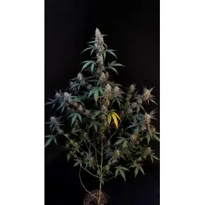 Auto Bubblegum