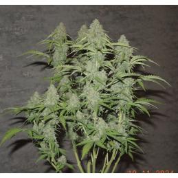 Auto Bubblegum