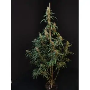 Auto Cheese