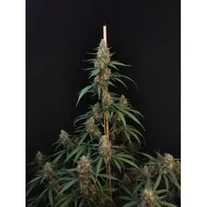 Auto Cheese