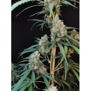 Auto Cheese
