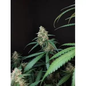 Auto Cheese