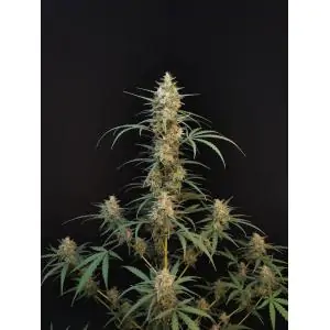 Auto Chemdawg