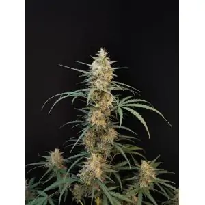 Auto Chemdawg