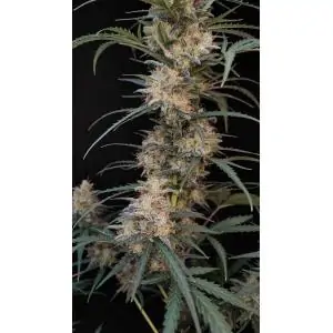 Auto Chemdawg