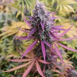 Auto Chemdawg