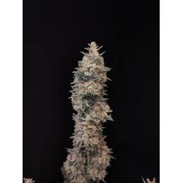 Auto Chemdawg