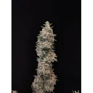 Auto Chemdawg