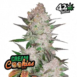 Cream Cookies Auto FAST BUDS