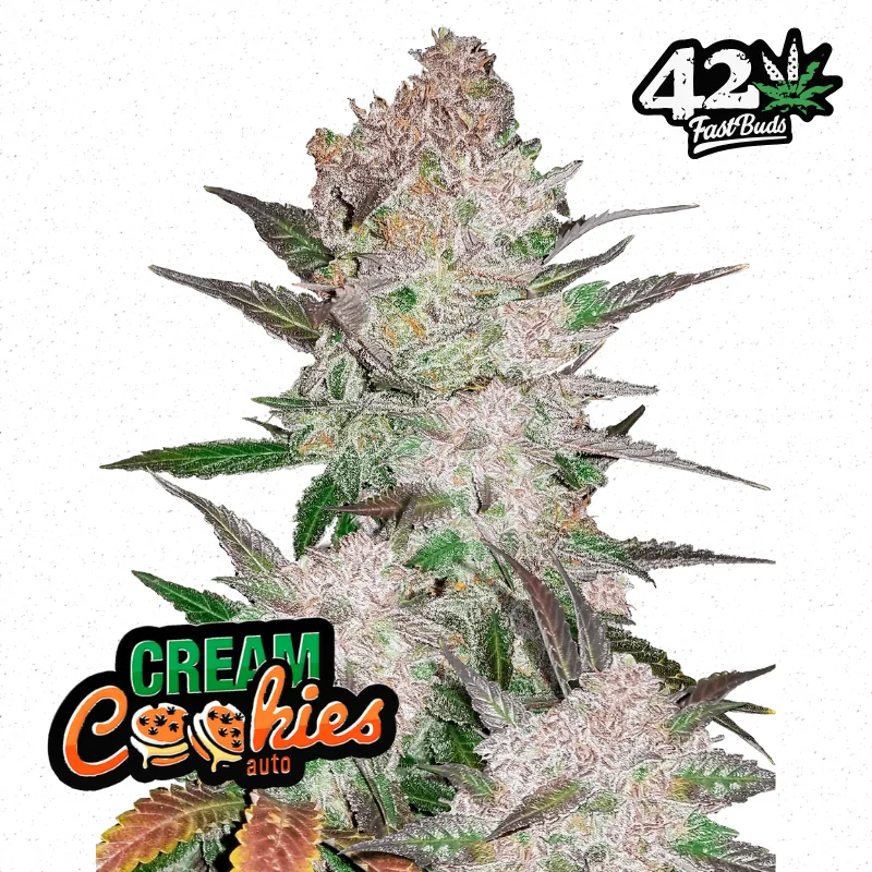 Cream Cookies Auto FAST BUDS