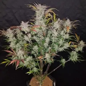 Cream Cookies Auto FAST BUDS