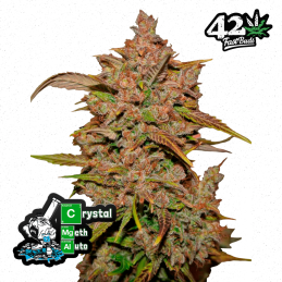Auto Crystal METH