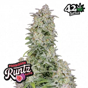 Auto Forbidden Runtz