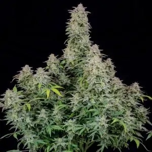 Auto Forbidden Runtz